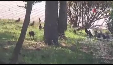 Bursa'da kuşlar serinlemek için su akan yerlerde banyo yaptılar