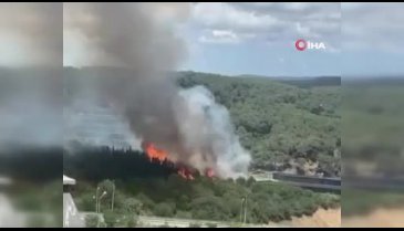İstanbul Kağıthane'de orman yangını