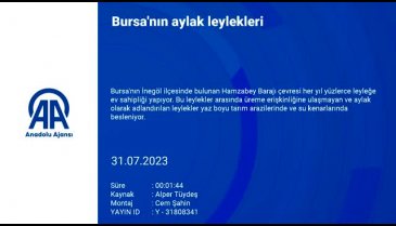 Bursa yüzlerce aylak leyleğe ev sahipliği yapıyor