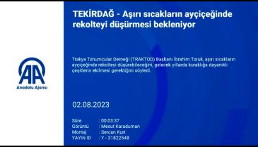 Aşırı sıcaklar nedeniyle ayçiçeğinde rekolte düşebilir!