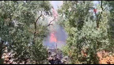 Bursa'da zeytinlik alanda 4 ayrı noktada yangın çıktı!