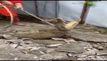 Asfaltın altından 3 tane timsah çıktı