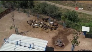 Bursa'da kurulan Emekli Hayvanlar Çiftliği'ndeki yardıma muhtaç hayvanlar böyle dinleniyor