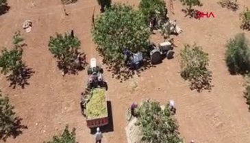 Antep fıstığında hasat zamanı