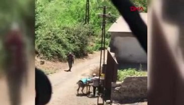 Diyarbakır'da iç acıtan görüntüler! Eşeğe uygulanan şiddet kameraya yansıdı