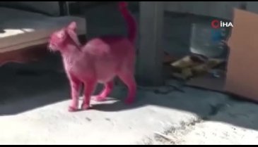 İstanbul'da akıl almaz olay! Kediyi pembeye boyayıp sokağa saldılar