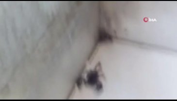 İstanbul Sultangazi'de akrep paniği!