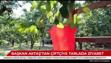 Başkan Aktaş armut hasadı yapan çiftçileri ziyaret etti