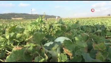 Bursa Karacabeyli çiftçiler kavun hasadından memnun