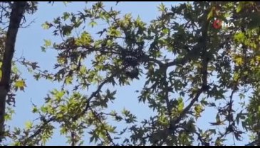 Bursa'da 152 yıllık anıt ağaçta mahsur kalan kuş itfaiye ekipleri tarafından kurtarıldı