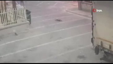 Kediyi ezen sürücü veterinere gitmek yerine kediyi çöpün dibine bıraktı