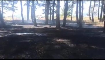 İznik gölü çamlık alanda yangın çıktı!
