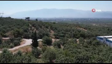 Bursa'nın meşhur siyah incirinde hasat zamanı geldi