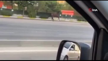 Bursa'da başıboş atlar otomobile çarptı