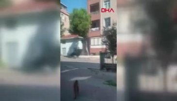 İstanbul'da maymun insanlara saldırdı!