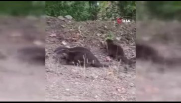 Kütahya'da nesli tükenmekte olan su samurları görüntülendi