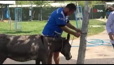 Çanakkale'deki yangından kurtarılıp Bursa'ya getirilerek tedavi altına alındı!