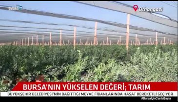 Bursa'da desteklerle tarım, Bursa'nın yükselen değeri haline gelmeye başladı