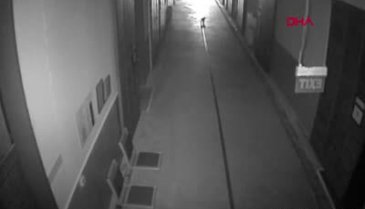 Bursa'da solunum rahatsızlığı bulunan kedi hayvan hastanesine gitti