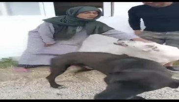 Yıldız Tilbe sokak köpeklerini sevdi