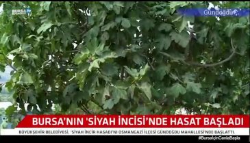 Bursa Büyükşehir'den siyah incir hasadı