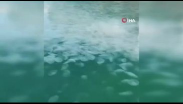 Bursa'da denizanası istilası yaşanıyor!