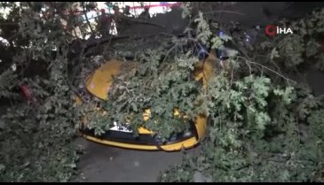 Bursa'da anıt ağaç, iki ticari taksinin üzerine devrildi!