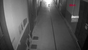 Bursa'da ameliyat edilen 'Ali Cabbar' ismi verilen sokak kedisi yeni yuvasını arıyor