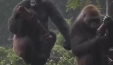 Erkek gorilin dişisinin gönlünü almak için yaptığı hareket dikkat çekti!