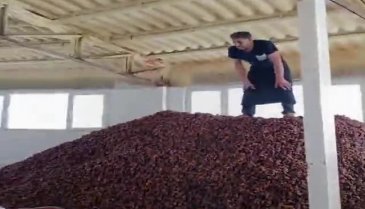 Kayısı imalathanesinde mide bulandıran görüntü!