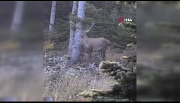 Bursa'da doğa fotoğrafçısı, kızıl geyik görüntüledi