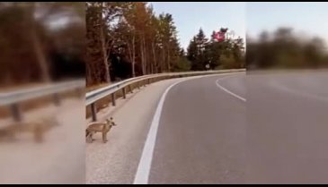 Uludağ'da tilki ve ayı ailesi görüntülendi
