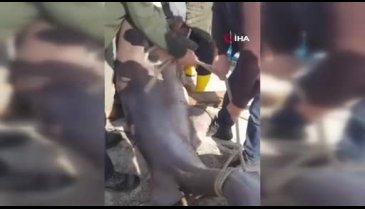 Gemlik körfezinde balıkçıların ağına 1 tonluk 3.5 metre boyunda köpekbalığı takıldı