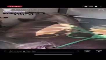 Gemlik körfezinde balıkçıların ağına 1 tonluk 3.5 metre boyunda köpekbalığı takıldı - 2