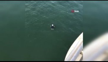 İstanbul'da kadın dengesini kaybederek denize düştü! Tekne kaptanı kurtardı