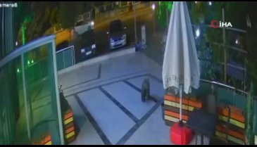 Karabük'te şehir merkezine inen ayılar panik yarattı