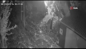 Kastamonu'da yiyecek arayan ayıları köylüler torpil atarak kaçırdı