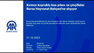 Bursa'da Kırmızı kuyruklu boa yılanı ve çinçillalar uyum sürecinde
