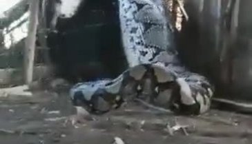 Hindistan'da insan yediğinden şüphelendikleri anakondayı iple bağlayarak yakaladılar