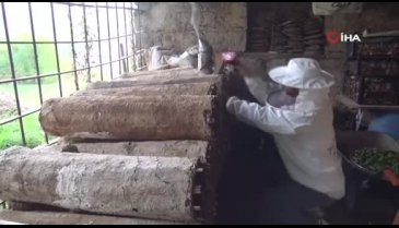 'Altın Bal' ödüllü Bitlis kara kovan balının kilosu 800-1000 liradan satışa sunuluyor