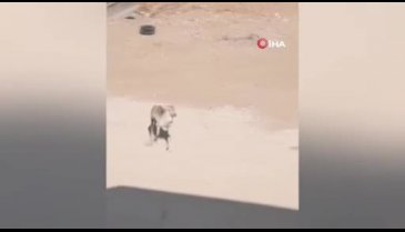 Ceylanların yaşadığı Şanlıurfa'da ilk defa Alageyik görüldü