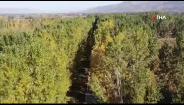 Tokat'ın ağaç tüneli sonbaharda güzelliğiyle mest ediyor