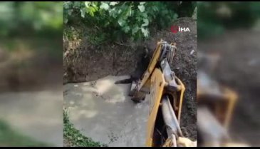 Bursa'da sulama havuzuna düşen 3 domuz iş makinesi ile kurtarıldı