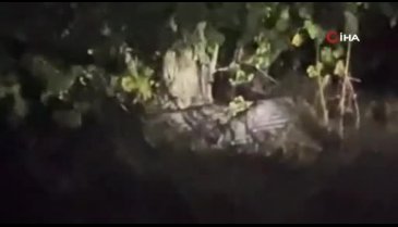 Karabük'te köyde çıktıkları ağaçta incir yiyen ayılar kamerada