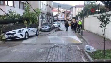 Bursa'da lodos etkili oldu, ağaçlar araçların üzerine devrildi