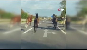 Atlar asfaltı pist sanıp dörtnala koştu