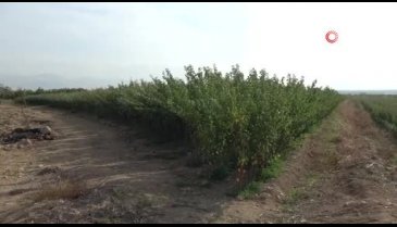 Malatya'da üreticiler işçi bulmakta güçlük çekiyor