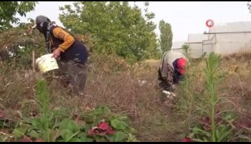 Elazığ'da açık alanda bulunan çileklerin son hasadı gerçekleştirildi