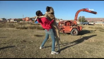 Aksaray'da yetiştirilen Malaklı köpeklerinin yüzde 80'i yurtdışına gönderiliyor