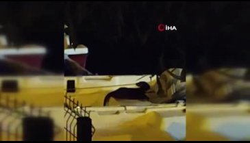 Bursa'da nesli tükenme tehlikesinde olan su samuru görüntülendi
